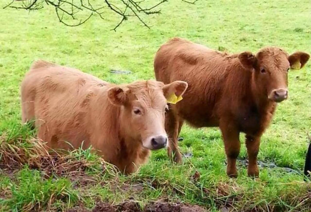 Coynant Farm Guesthouse - Farm Park Stay Swansea Dış mekan fotoğraf