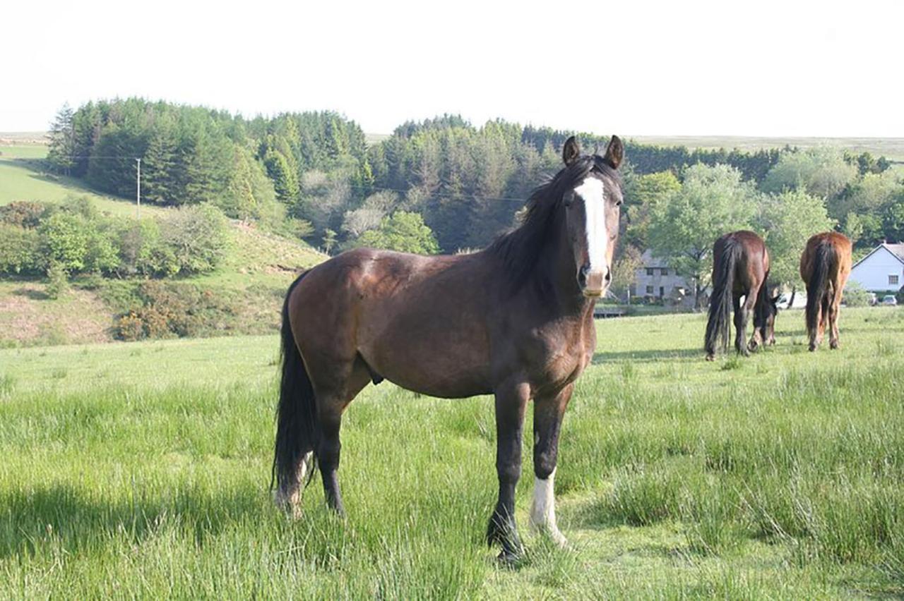 Coynant Farm Guesthouse - Farm Park Stay Swansea Dış mekan fotoğraf