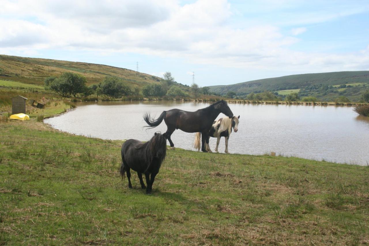 Coynant Farm Guesthouse - Farm Park Stay Swansea Dış mekan fotoğraf